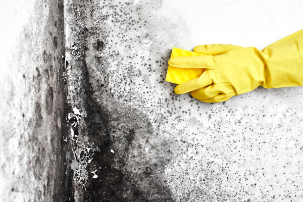 Best Industrial Mold Remediation in Osage, IA
