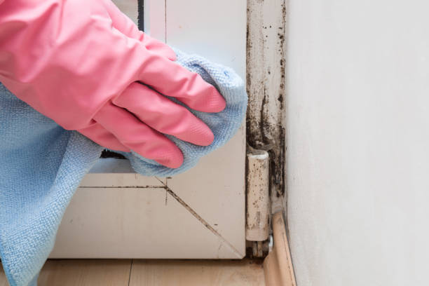 Best Residential Mold Remediation in Osage, IA