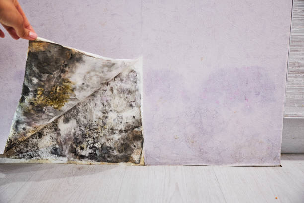 Best Black Mold Remediation in Osage, IA